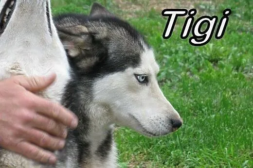 Tigi i Tundra szukają domu!,  Husky cała Polska