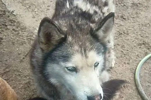 Tigi i Tundra szukają domu!,  Husky cała Polska