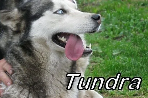 Tigi i Tundra szukają domu!,  Husky cała Polska