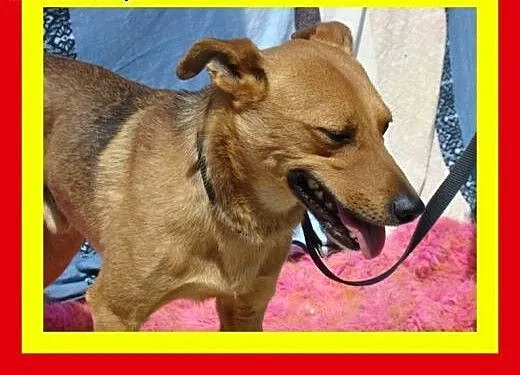 10kg,lubi inne zwierzaki,cieszy go bliskość człowi