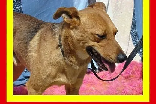 10kg,lubi inne zwierzaki,cieszy go bliskość człowi