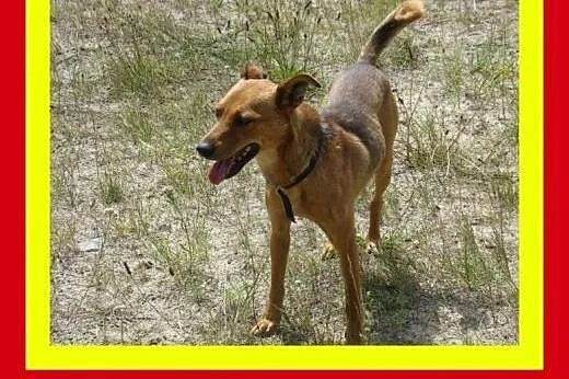 10kg,lubi inne zwierzaki,cieszy go bliskość człowi