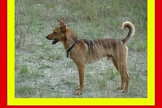 10kg,lubi inne zwierzaki,cieszy go bliskość człowi