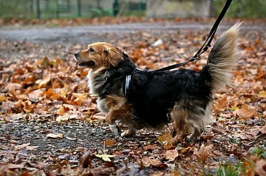 KULKA - rozbawi każdego, nawet smutnego ;), Łódzkie, Łódź