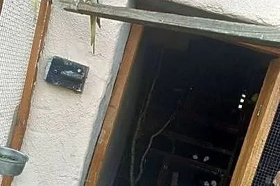 Sprzedam ptaki kolorowe