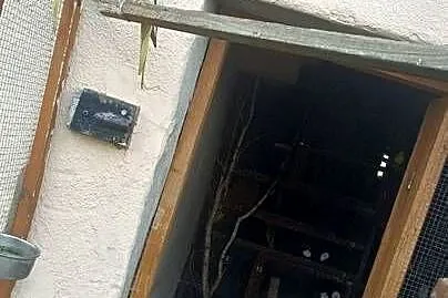 Sprzedam ptaki kolorowe, Wielkopolskie, Kalisz