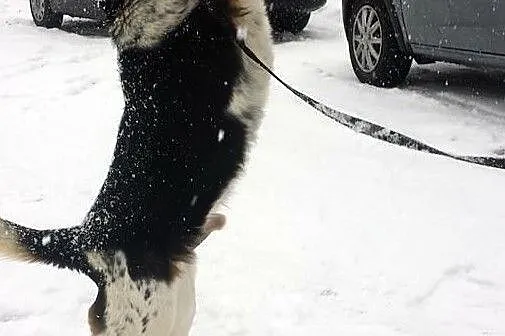 Murphy szuka domu, Śląskie, Bytom