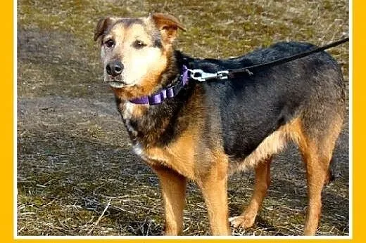 Mądra,grzeczna,spokojna,rodzinna,łagodna kilkuletn