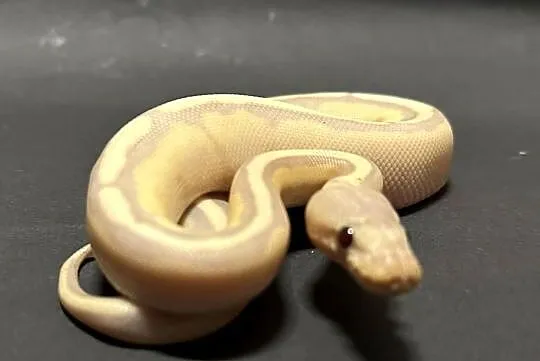 Banana Enchi Genetic Stripe., Kujawsko-pomorskie, Bydgoszcz