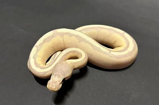 Banana Enchi Genetic Stripe., Kujawsko-pomorskie, Bydgoszcz