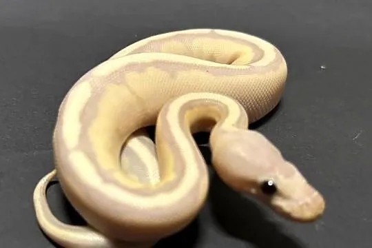 Banana Enchi Genetic Stripe., Kujawsko-pomorskie, Bydgoszcz
