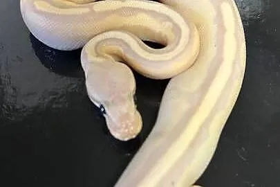 Banana Enchi Genetic Stripe., Kujawsko-pomorskie, Bydgoszcz