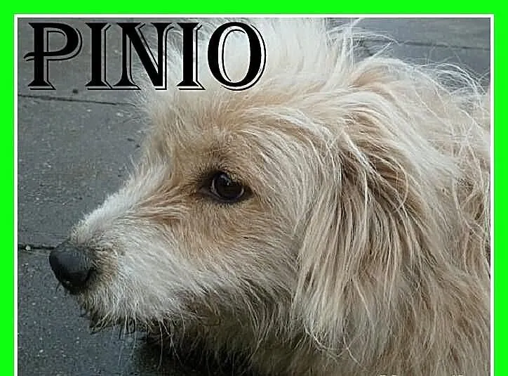 PINIO-przerażony schroniskiem,łagodny pszeniczny k