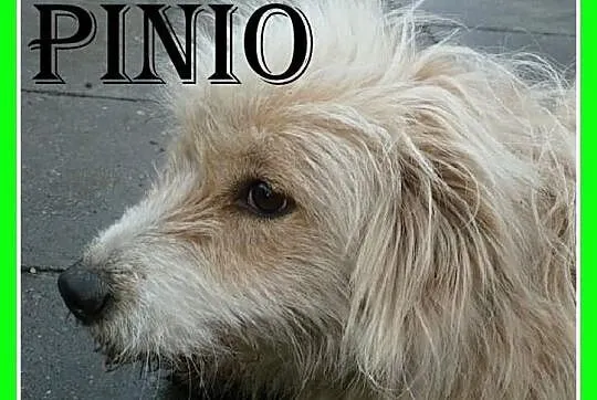 PINIO-przerażony schroniskiem,łagodny pszeniczny k