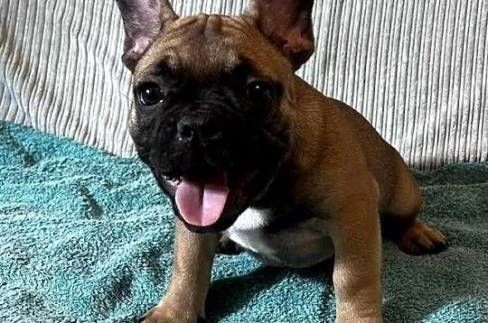 Buldog francuski