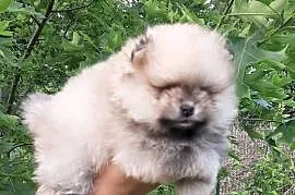 Dziewczynka szpic miniaturowy pomeranian