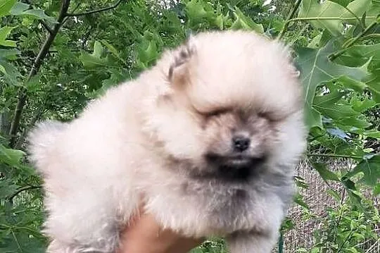 Dziewczynka szpic miniaturowy pomeranian, Łódzkie, Pabianice