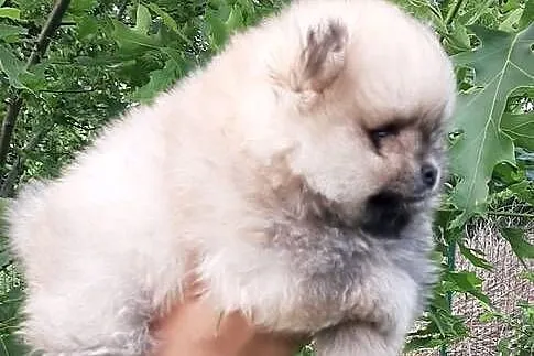 Dziewczynka szpic miniaturowy pomeranian, Łódzkie, Pabianice