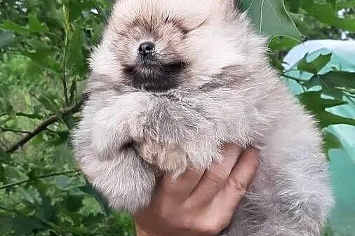Dziewczynka szpic miniaturowy pomeranian, Łódzkie, Pabianice