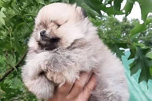Dziewczynka szpic miniaturowy pomeranian, Łódzkie, Pabianice