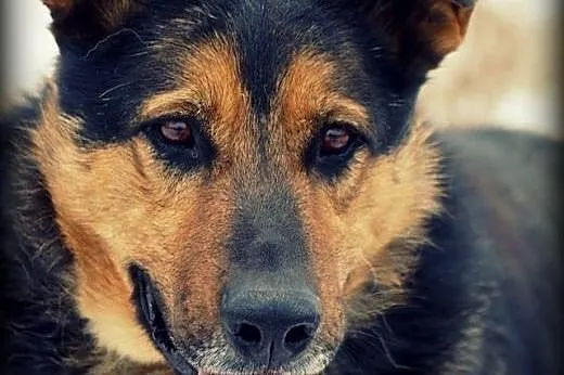 Fred - Cudny psiak czeka na kochający dom,  mazowi