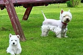 Szczeniaki -West Highland White Terrier - Rezerwac, Krobia