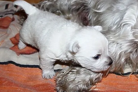 Szczeniaki -West Highland White Terrier - Rezerwac