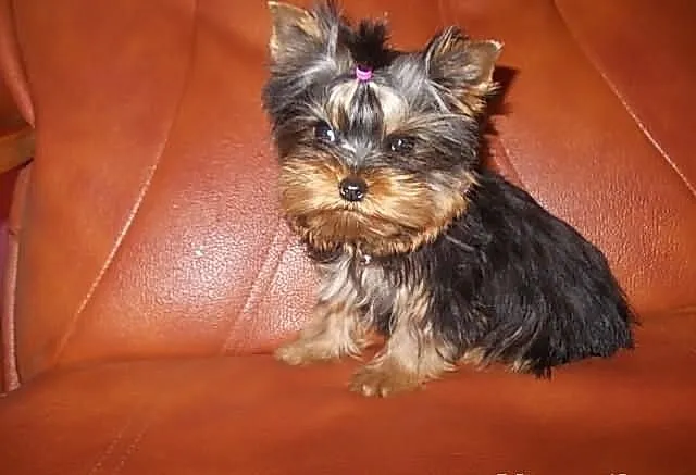 York*Yorki*Yorkshire Terrier*Prześliczna sunia 4 m