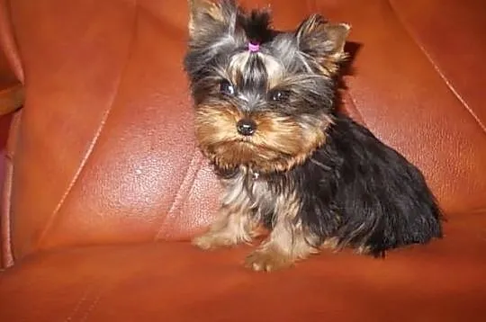 York*Yorki*Yorkshire Terrier*Prześliczna sunia 4 m
