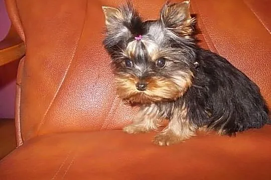 York*Yorki*Yorkshire Terrier*Prześliczna sunia 4 m