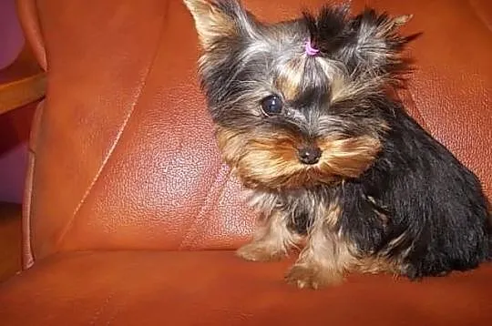 York*Yorki*Yorkshire Terrier*Prześliczna sunia 4 m