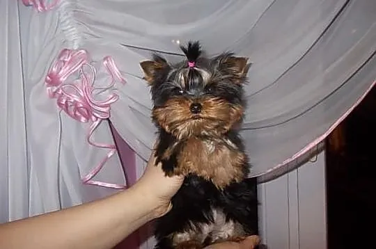 York*Yorki*Yorkshire Terrier*Prześliczna sunia 4 m