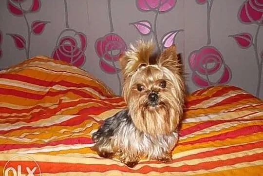 York*Yorki*Yorkshire Terrier*Prześliczna sunia 4 m