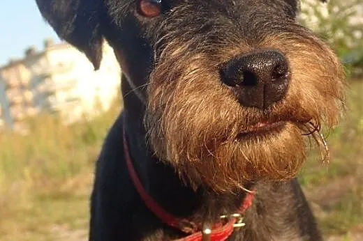 Rocky teirerek szuka swojego ludzia FILMIK,  małopolskie Kraków