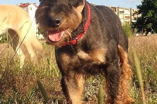 Rocky teirerek szuka swojego ludzia FILMIK,  małop