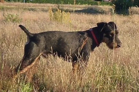 Rocky teirerek szuka swojego ludzia FILMIK,  małop