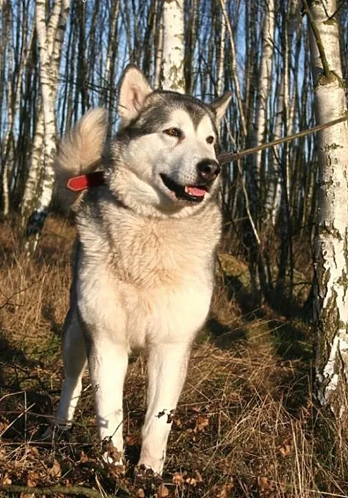 Basza (Basia), wesoła, łagodna suczka alaskan mala