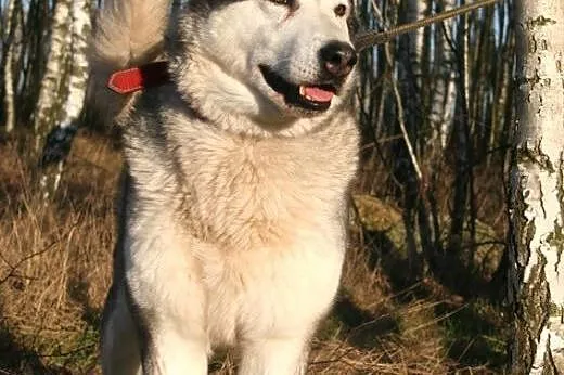 Basza (Basia), wesoła, łagodna suczka alaskan mala