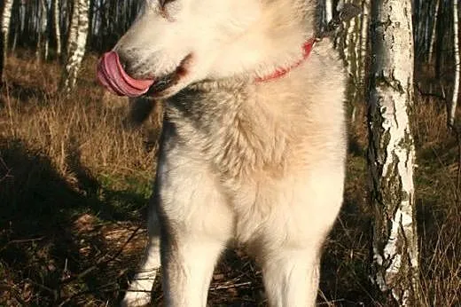 Basza (Basia), wesoła, łagodna suczka alaskan mala