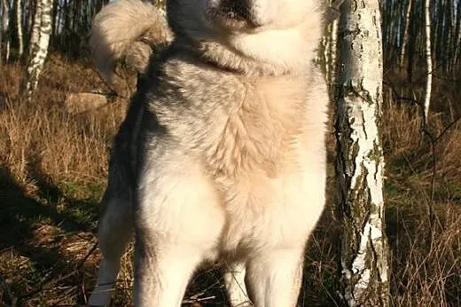 Basza (Basia), wesoła, łagodna suczka alaskan mala