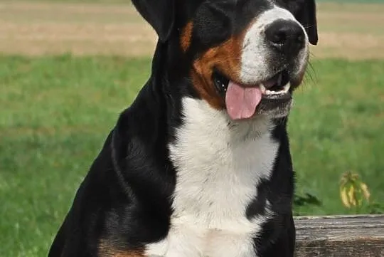 Duży Szwajcarski Pies Pasterski FCI - zagraniczne , Żory