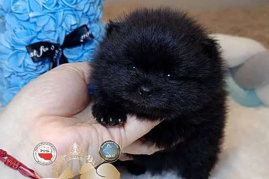 Szpic miniaturowy pomeranian mini czarny piesek badania DNA!