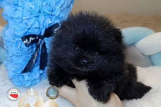 Szpic miniaturowy pomeranian mini czarny piesek badania DNA!, Mazowieckie, Warszawa