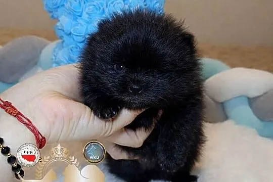 Szpic miniaturowy pomeranian mini czarny piesek badania DNA!, Mazowieckie, Warszawa