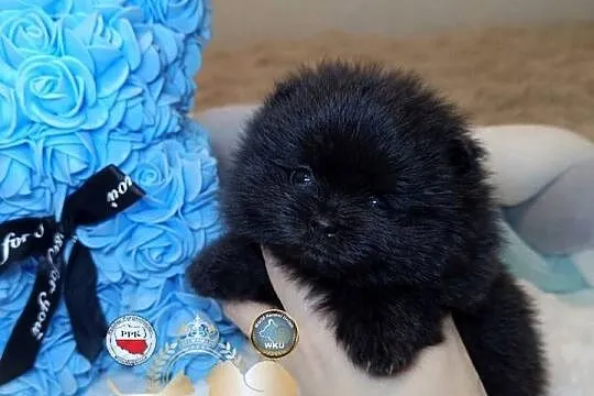 Szpic miniaturowy pomeranian mini czarny piesek badania DNA!, Mazowieckie, Warszawa