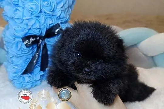 Szpic miniaturowy pomeranian mini czarny piesek badania DNA!, Mazowieckie, Warszawa