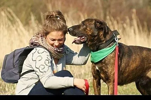 Piękny Roki spokojny łagodny łakomczuch szuka koch