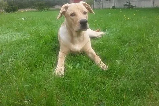 Leoś w typie labradora szuka domu,  mazowieckie Warszawa