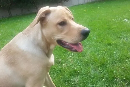 Leoś w typie labradora szuka domu,  mazowieckie Wa