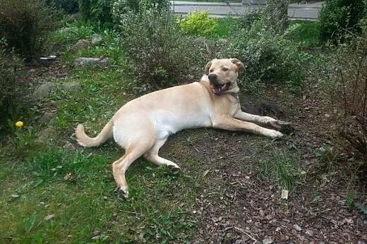Leoś w typie labradora szuka domu,  mazowieckie Wa